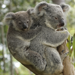 koala