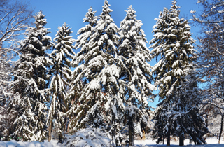 Abies alba