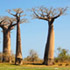 Baobab