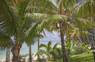 Cocos nucifera
