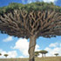 Árbol drago de Socorra