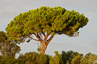 Pinus pinea