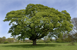 Quercus robur