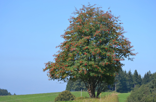 Sorbus aucuparia