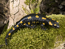 Salamandra