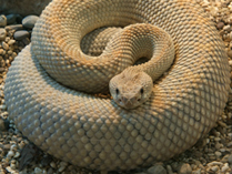 Serpiente