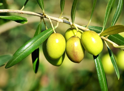 Branca d'olivera de la pau